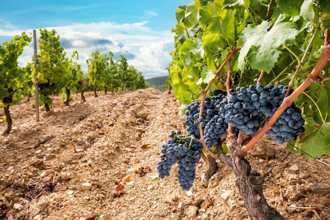 Değerse Platformundan, üzüm üretimini canlandıracak yatırım modeli