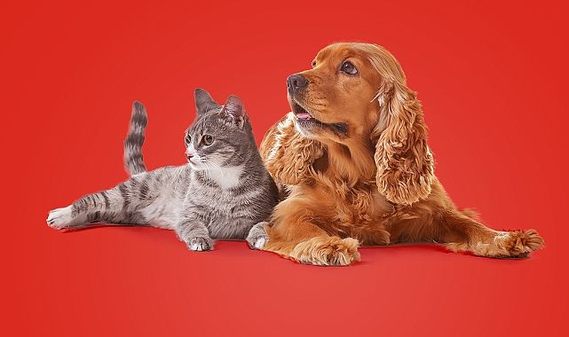 Evcil Hayvan Bakımında Sıkça Yapılan 15 Hata