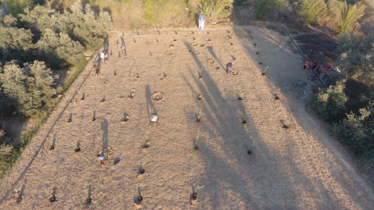 Türkiye’den Kudüs’te Zeytin Fidanlıkları