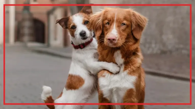 Gemlik Belediyesi Patili Dostlara Sahip Çıkıyor