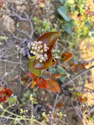 Tarımda Don Felaketi Aronyayı Etkilemedi