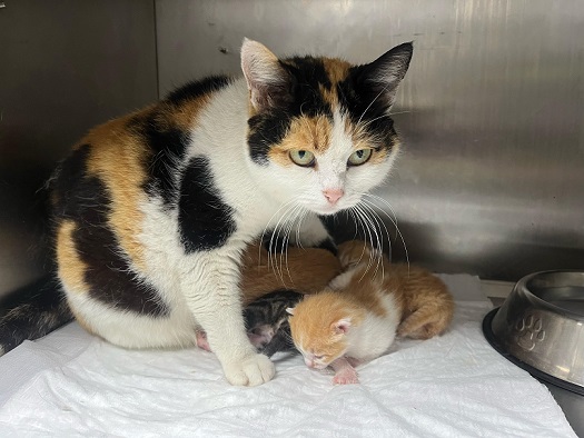 Büyükşehir, bayramda da can dostların yanında