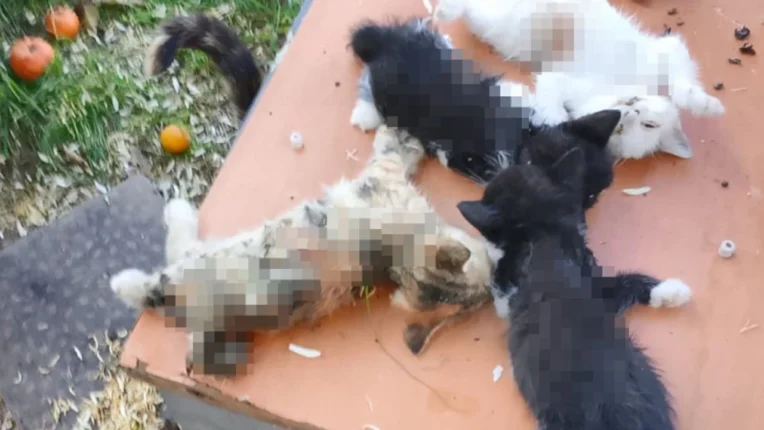 Sahildeki Vahşetin Takipçisiyiz, Sessiz Canlara Kıyanları Affetmeyeceğiz!