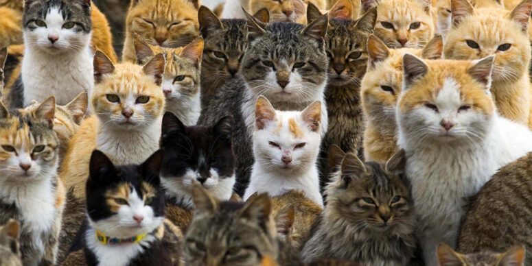 Gemlik’te Vahşet!