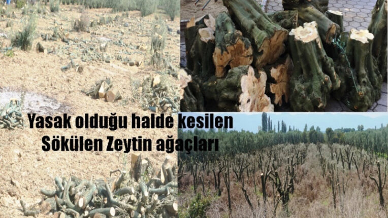 NEDEN ZEYTİN AĞAÇLARI HALA SÖKÜLÜYOR.??
