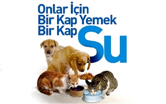 SOKAK HAYVANLARINA SÜRGÜN VE KIYIM POLİTİKASINA SON VERİN!