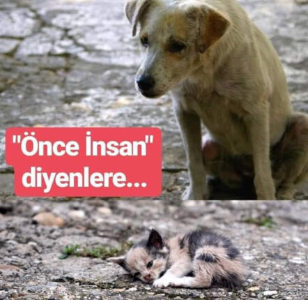 Kütahya Tavşanlı’da “Can Dostlar” İçin Gece Gündüz Mücadele: Cansu Altıntaşlı’dan Örnek Davranış