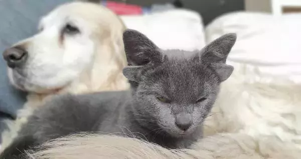 Diyarbakır Kayapınar’da Sokak Hayvanlarına Umut Projesi: “Unutmadık, Unutmayacağız”