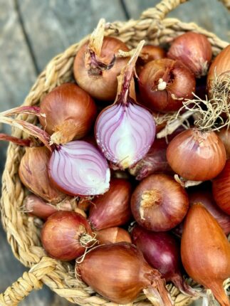 CHP BURSA MİLLETVEKİLİ ORHAN SARIBAL, “SOĞANDA ÜRETİCİ İLE MARKET ARASINDAKİ FİYAT FARKI YÜZDE 220”