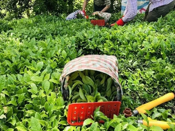 SARIBAL: “YAŞ ÇAY ALIM FİYATI 35 TL’YE ÇEKİLMELİ”