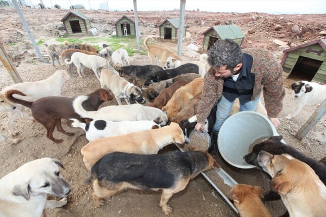 Denizli’de Sokak Hayvanları ve Evcil Dostlar İçin Acil Destek Çağrısı