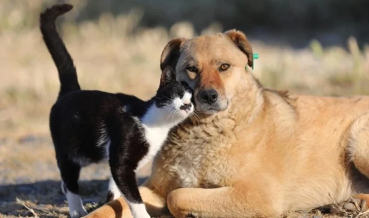 Sokak Hayvanları İçin Yarım Milyon İmza: AYM’den Tarihi Karar Bekleniyor