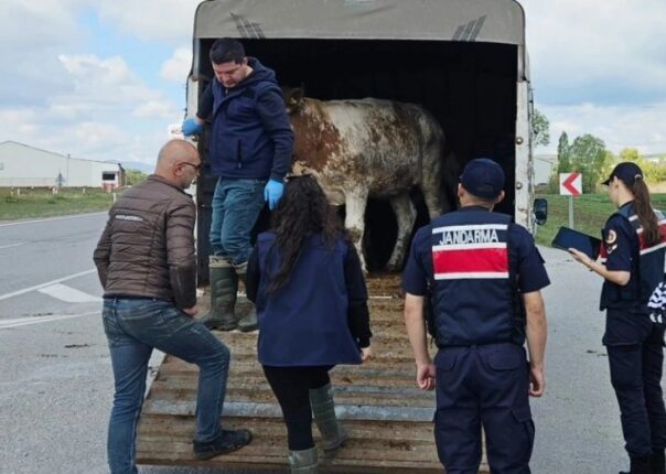 Geçim kaynağınız olan hayvanlarınızı emek hırsızlarına kaptırmayın!