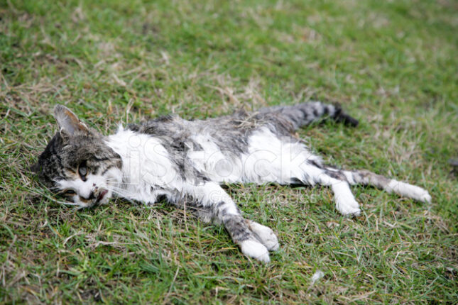 ÇÜRÜYEN VİCDANIN FOTOĞRAFI: BEŞ GÜNDÜR ALINMAYAN ÖLÜ KEDİ!