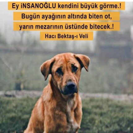 DOHADERN Kütahya İl Temsilcisi Necdet Demirat’tan Sert Çıkış: “Sokak Canlarına Yapılan Zulüm, İnsanlığa İhanettir!”