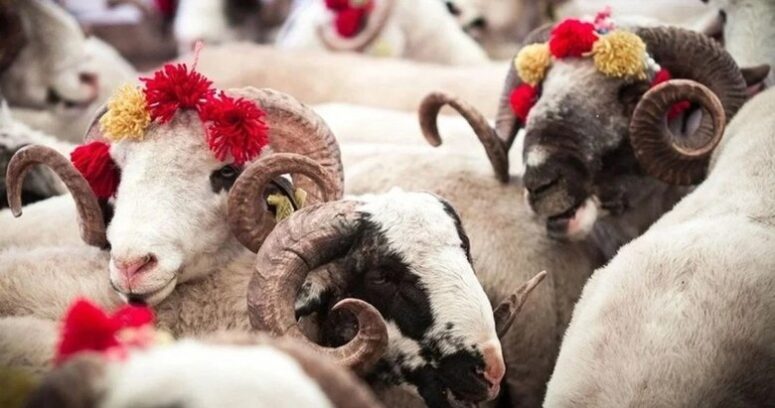 Yerel Basının Bilge Kalemi Bahri Palas’tan Kurban Bayramı’na Derinlikli Bir Bakış: “Kurban ve Kurbiyet”