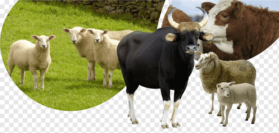 ÜZMEZLER ÇİFTLİĞİ’NDE HİÇBİR ZAMAN ÜZÜLMEZSİNİZ..!!