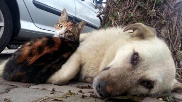 “Ben Hem Öğretmenim Hem de 400 Canın Yaşam Mücadelesiyim” — Eğitimcinin Sahadaki Sessiz Çığlığı