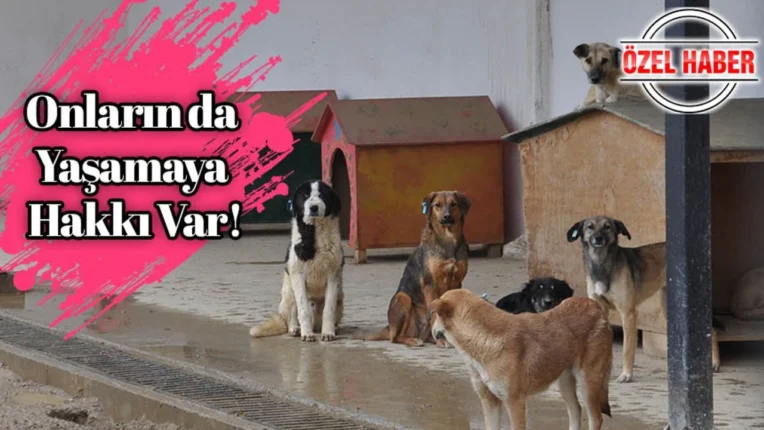 Necdet Demirat, 6 Kasım 2024 tarihinde vefat eden dostu Deren Düzgün’ü duygusal bir mesajla andı.