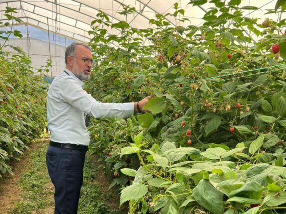 Kestel’den Sırbistan’a Tarım Diplomasisi: Ahududu Üretiminde Uluslararası İş Birliği Adımı