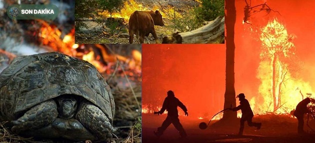 Doğa Yanıyor, Sokaklar Sessiz, Çocukların Geleceği Tehlikede!