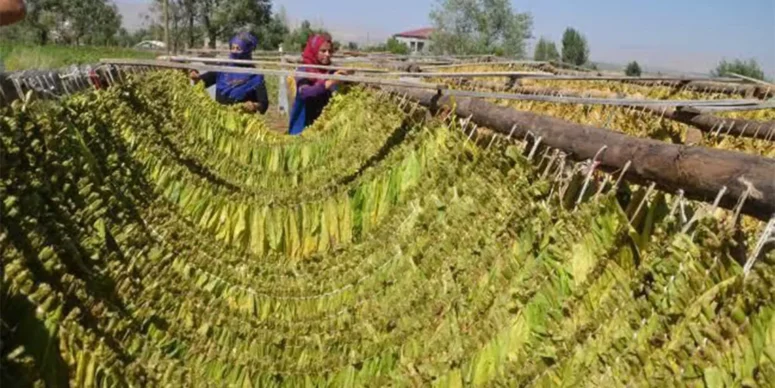 CHP BURSA MİLLETVEKİLİ ORHAN SARIBAL: “YERLİ TÜTÜN MEZARDA, İTHAL TÜTÜN SARAYDA”