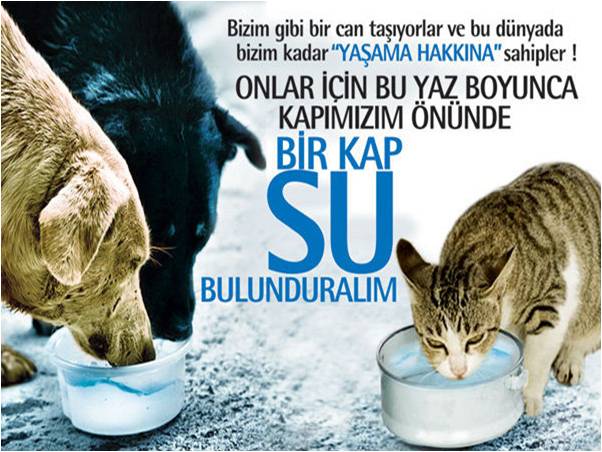 Bir Kap Su, Bir Can Kurtarır: Sessiz Canlara Yaz Sıcağında Vicdan Çağrısı