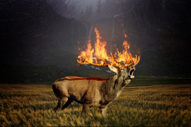 “Hayvanlar kül olurken, insanlar can verirken susmak ihanettir!”