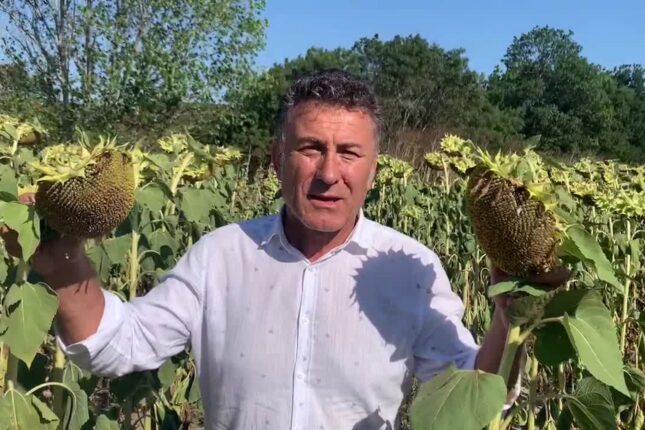 “AYÇİÇEĞİNDE ALIM FİYATI MALİYETİN ALTINDA, ÜRETİCİ ZARARDA”