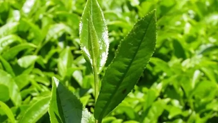 Bekin’den ÇAYKUR’a Sert Sorular: “Üretici Özel Sektörün İnsafına Terk Edildi”