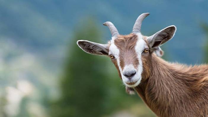 YRP’li Bekin’den Şap Hastalığı Uyarısı: “Bölge Afet Bölgesi İlan Edilmeli”