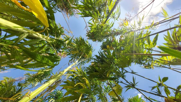 “Yüksek Katma Değerli Bir Stratejik Ürün Olarak Kenevir Göz Ardı Edilmemelidir”