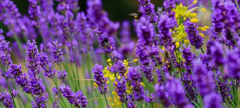 Karadeniz Kültür ve Sanat Festivali’nde Ardanuç Lavantası Rüzgârı