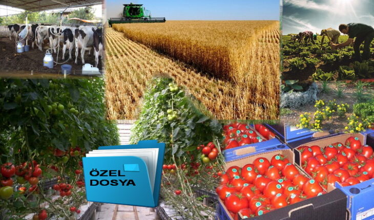 Fındıkta Fiyat Oyunu Sürüyor! Doğan Bekin: “Üretici Yine Ezdirildi, Bu Bir Tarım Politikası Rezaletidir!”