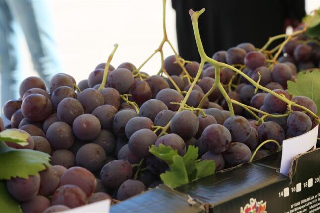 KARABALÇIK’TA FESTİVAL COŞKUSU..!!