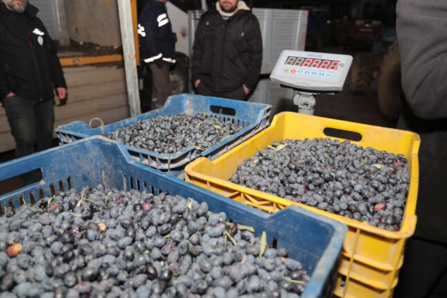 Gemlik Belediye Meclisinde Zeytin Tanıtımı ve Engelli Atölyesi Gündeme Taşındı