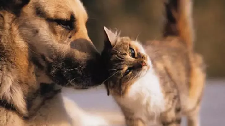 Tokat Erbaa’da Gerçek Bir Hayvan Dostu: Hayat Toprak, Luna ve Yavrularına Umut Oldu