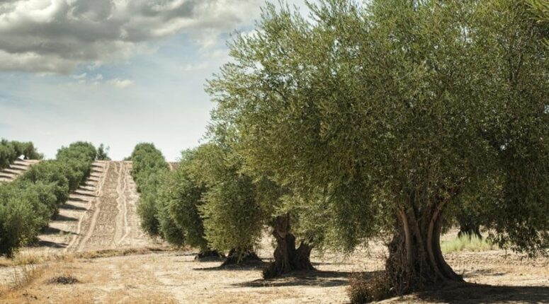 Başkan Sinan Kaya’dan Sert Çıkış: “OVA’ya, Zeytine, Toprağa İhanet Ediyorsunuz!”