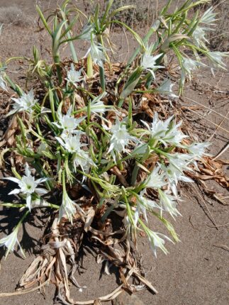 Sessiz Direnişin Çiçekleri: Kum Zambakları Billurkent’te Göz Kamaştırıyor