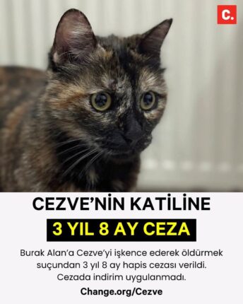 CEZVE’NİN KATİLİNE 3 YIL 8 AY HAPİS CEZASI: HAYVAN KATLİAMLARINA ARTIK “CEZASIZLIK” YOK!