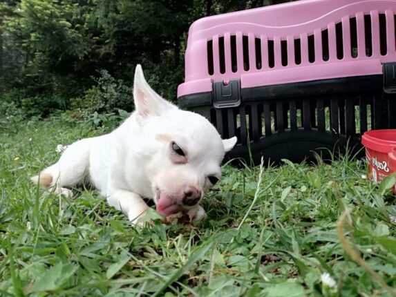 KÜTAHYA TAVŞANLI’DA ŞÜPHELİ KÖPEK KAÇIRMA OLAYI!