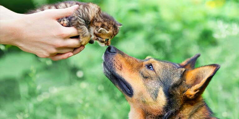 Antalya’nın Sessiz Kahramanı: Gülce Hek, Hayvanların Sesi Olmaya Devam Ediyor