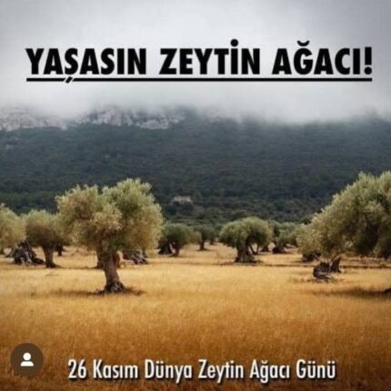 ZEYTİN AĞACI BARIŞIN SİMGESİDİR SOYGUNCULARA MALZEME YAPILAMAZ.