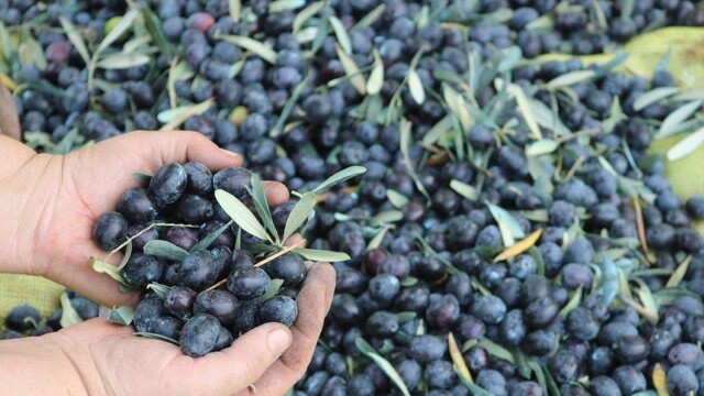 İznikli Çiftçinin Sorunu Sadece Marmarabirlik Fiyatlarının Düşüklüğü Değil!