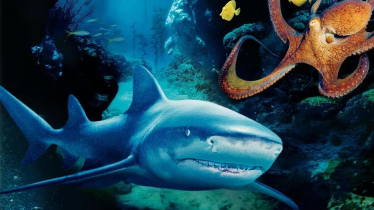 3 Boyutlu Derin Deniz  (Deep Sea 3D)