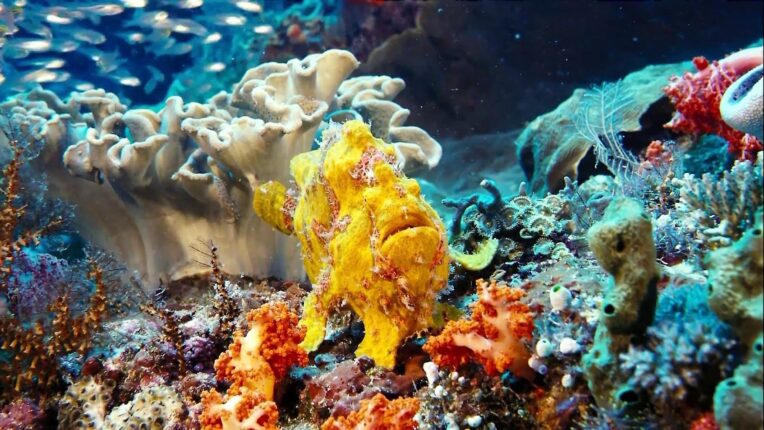 Denizler Altında  (Under The Sea)