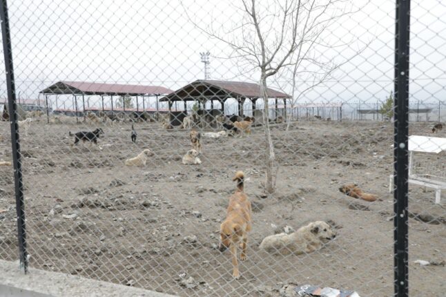 Kütahya Valisi Musa Işın’dan Sahipsiz Hayvan Barınaklarına Yakın Takip