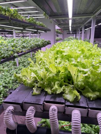 TED Koleji Öğrencileri, Batman OSB’de Bilim ve Teknoloji Temelli Geleceğin Tarımını İnceledi