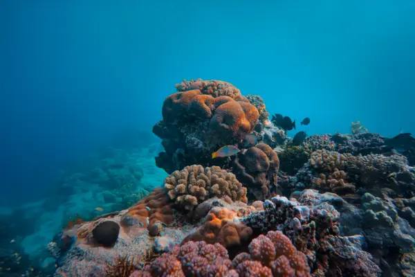 Norveç’in “Mavi Ekonomi” Atağı: Deniz Yosunu Yetiştiriciliği Umut Vadediyor