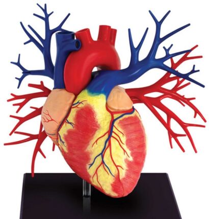 Türkiye, Suriye’de 12 Yıldır Kapalı Olan Kalp Hastanesini Ayağa Kaldırdı